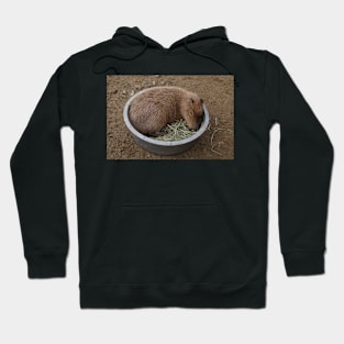 Capybara Hoodie